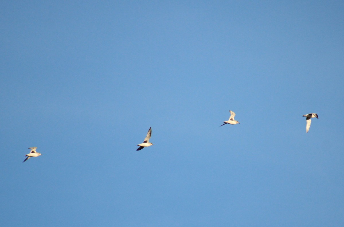 ダイゼン - ML644824130