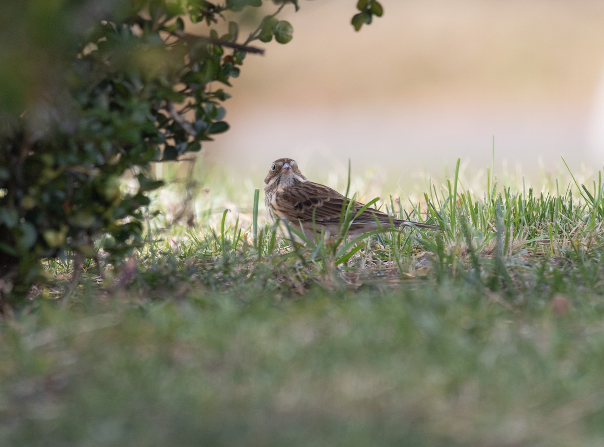 Vesper Sparrow - ML644824131