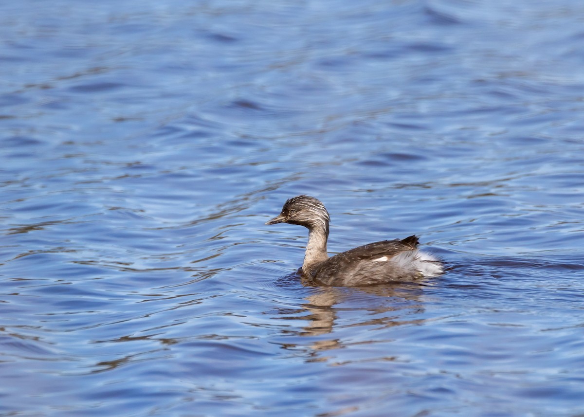 Hoary-headed Grebe - ML644824132