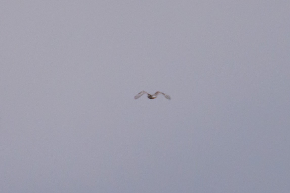 Snowy Owl - ML644824140