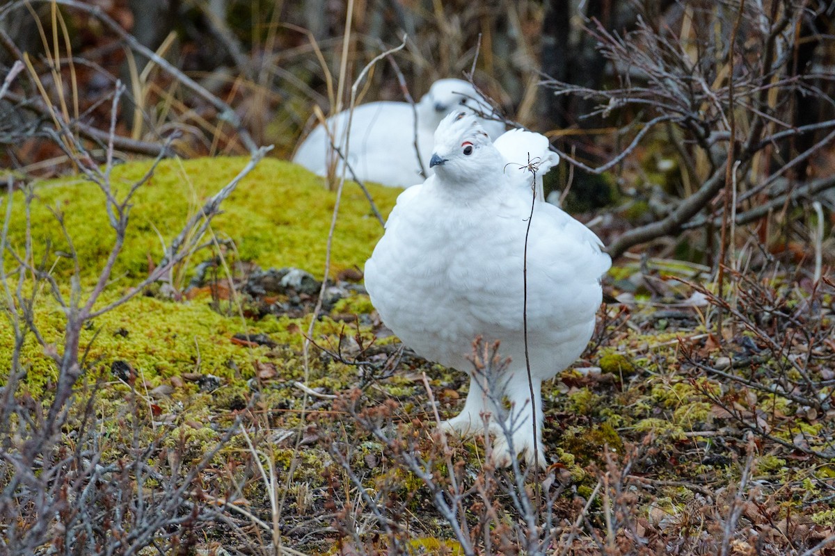 Willow Ptarmigan - ML644824151