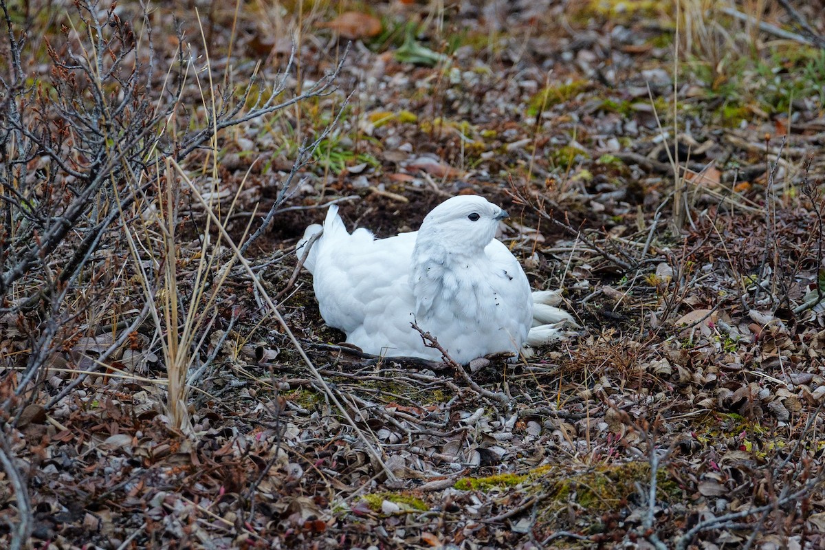 Willow Ptarmigan - ML644824153