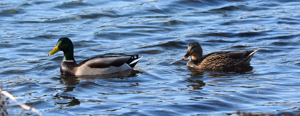 Mallard - ML644824157