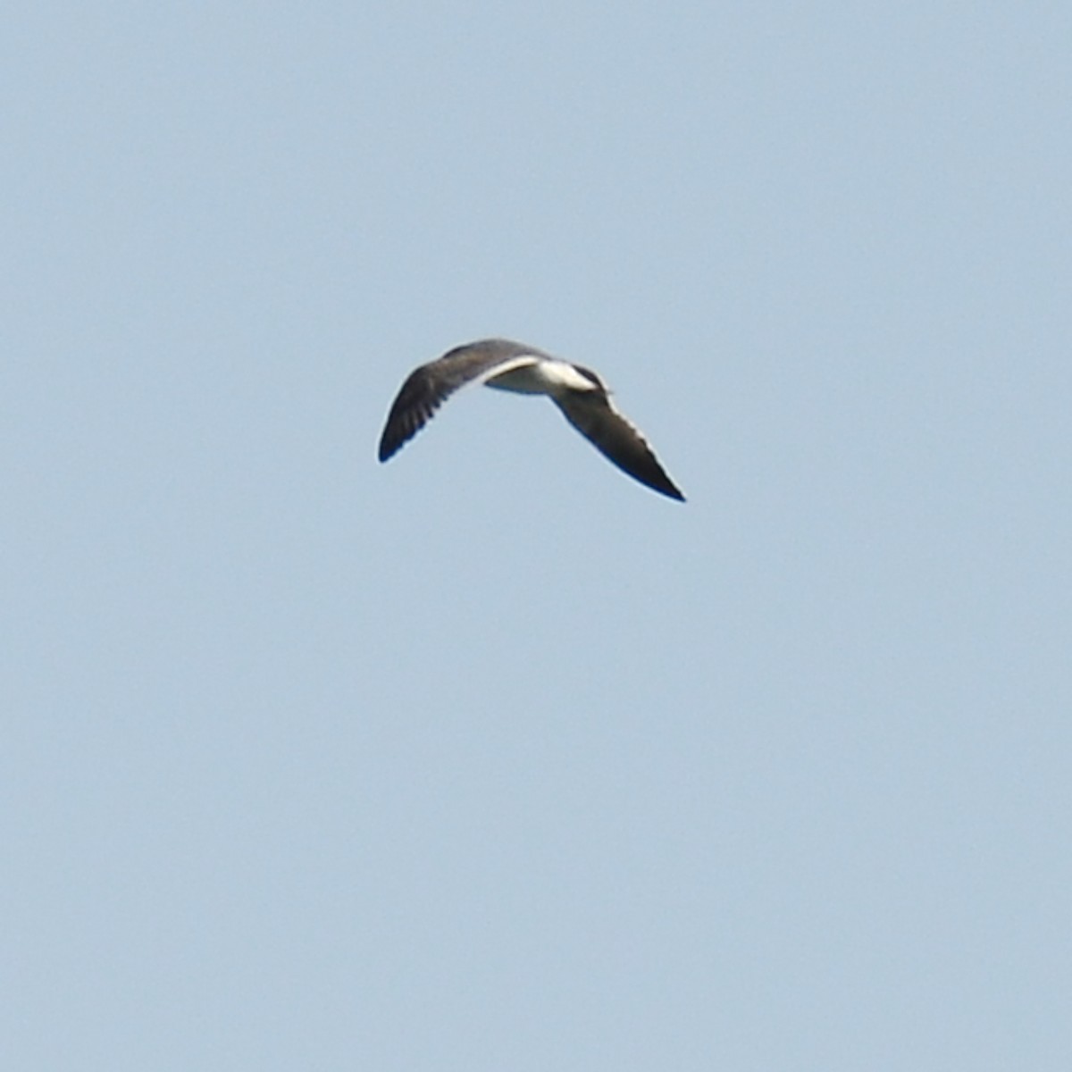 tanımsız Larinae sp. - ML644824158