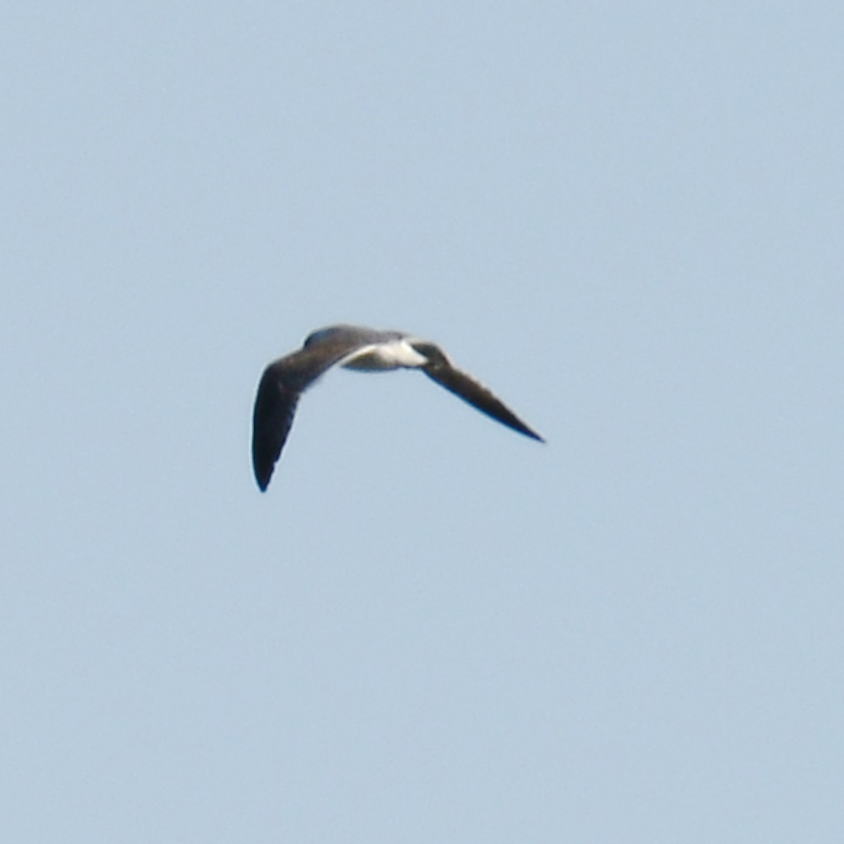 tanımsız Larinae sp. - ML644824159