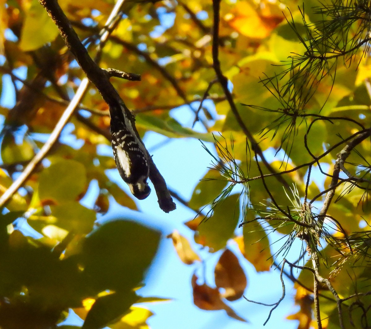 Downy Woodpecker - ML644824160