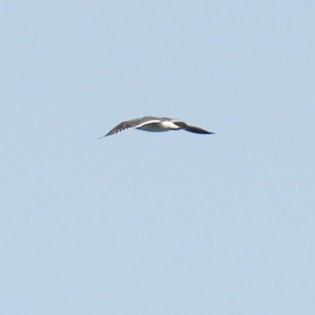 tanımsız Larinae sp. - ML644824161