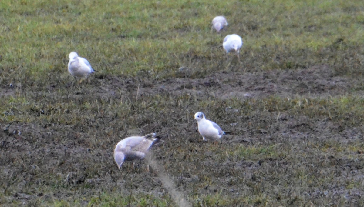 Gabbiano di Franklin - ML644824165