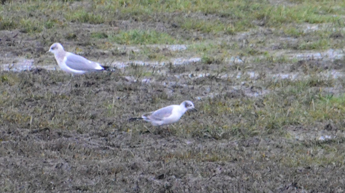 Gabbiano di Franklin - ML644824166