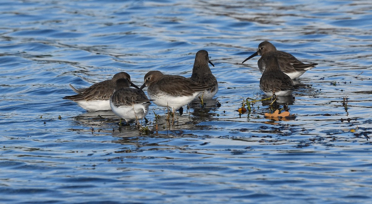 Dunlin - ML644824176