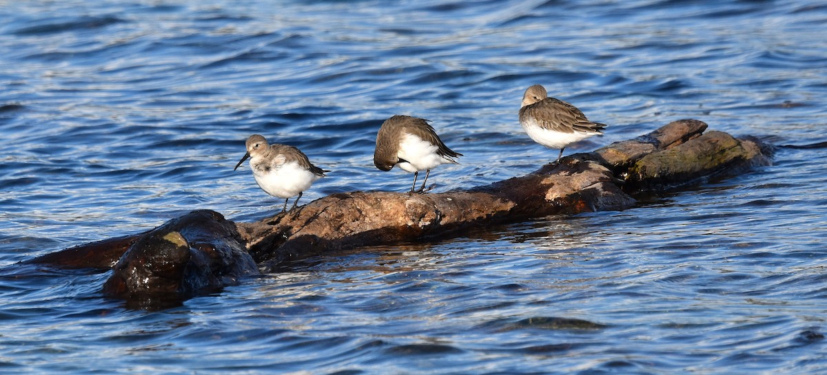 Dunlin - ML644824181