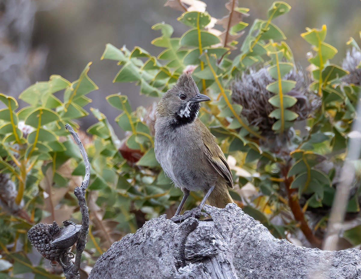 Western Whipbird - ML644824191