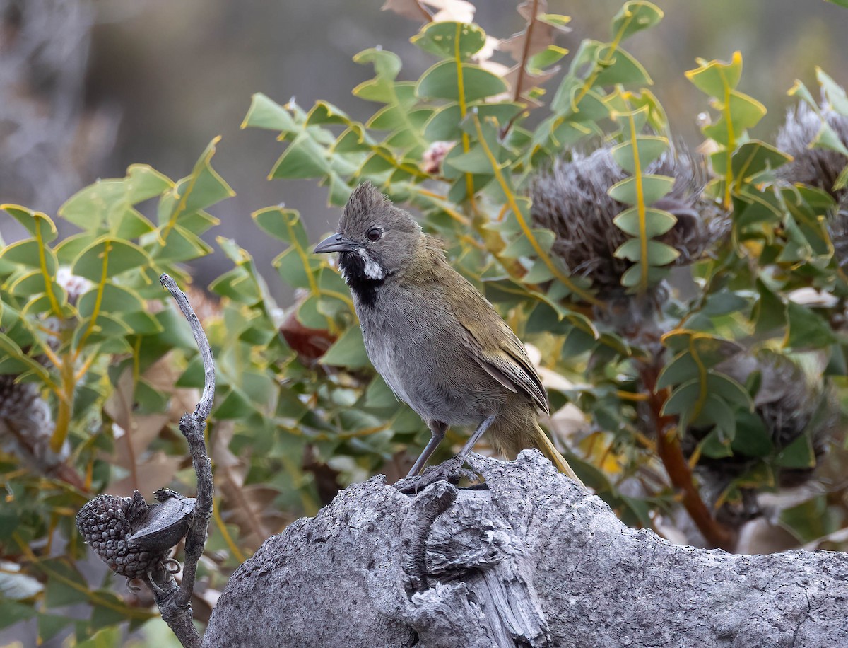 Western Whipbird - ML644824192