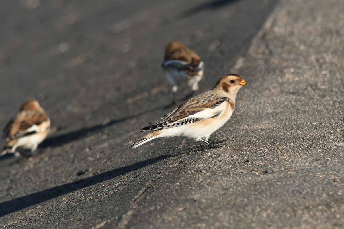 Plectrophane des neiges - ML644824196