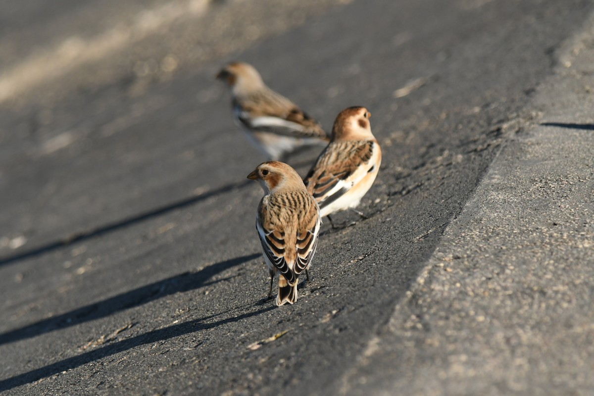 Plectrophane des neiges - ML644824197