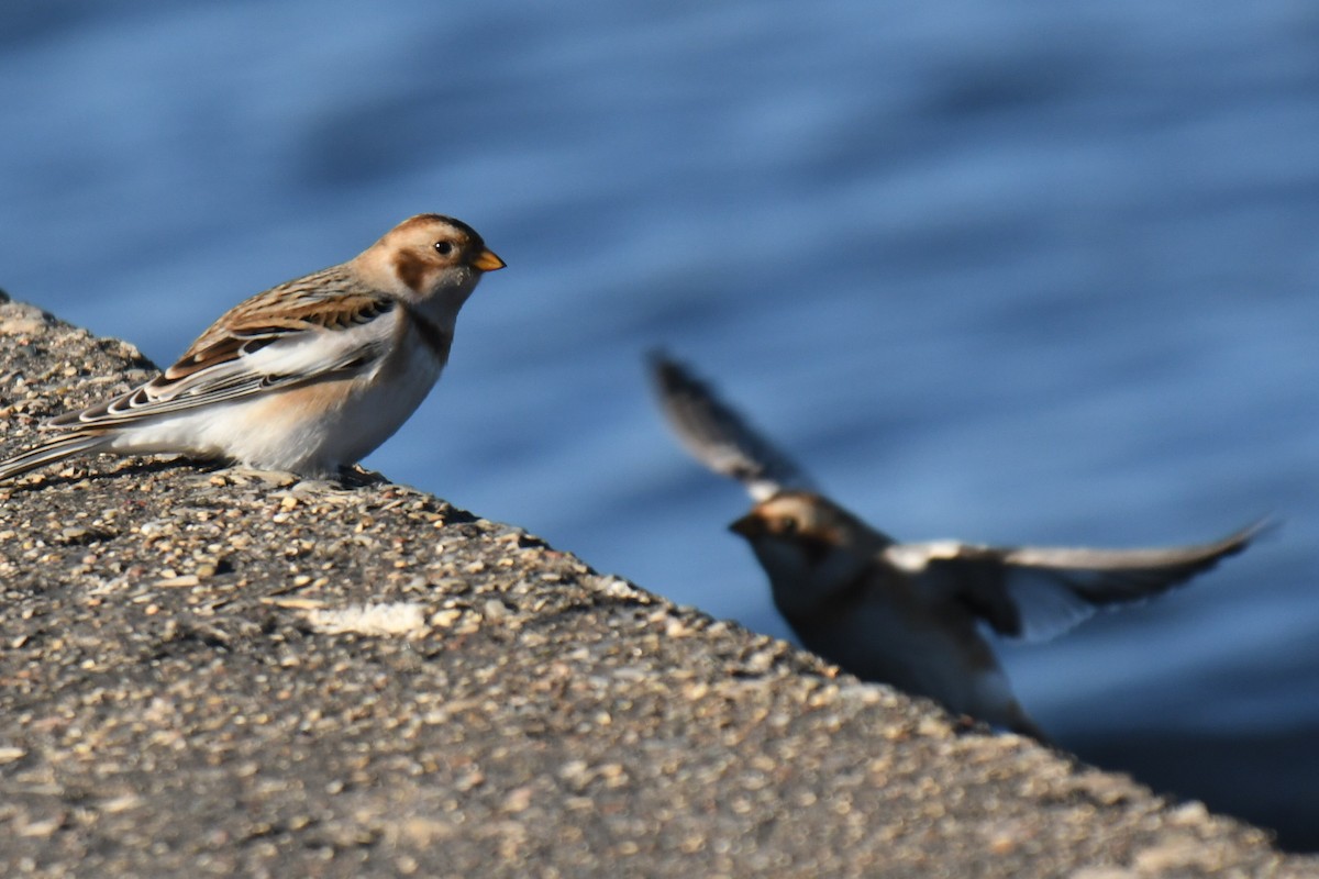 Plectrophane des neiges - ML644824198