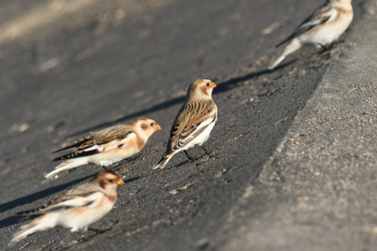 Plectrophane des neiges - ML644824199