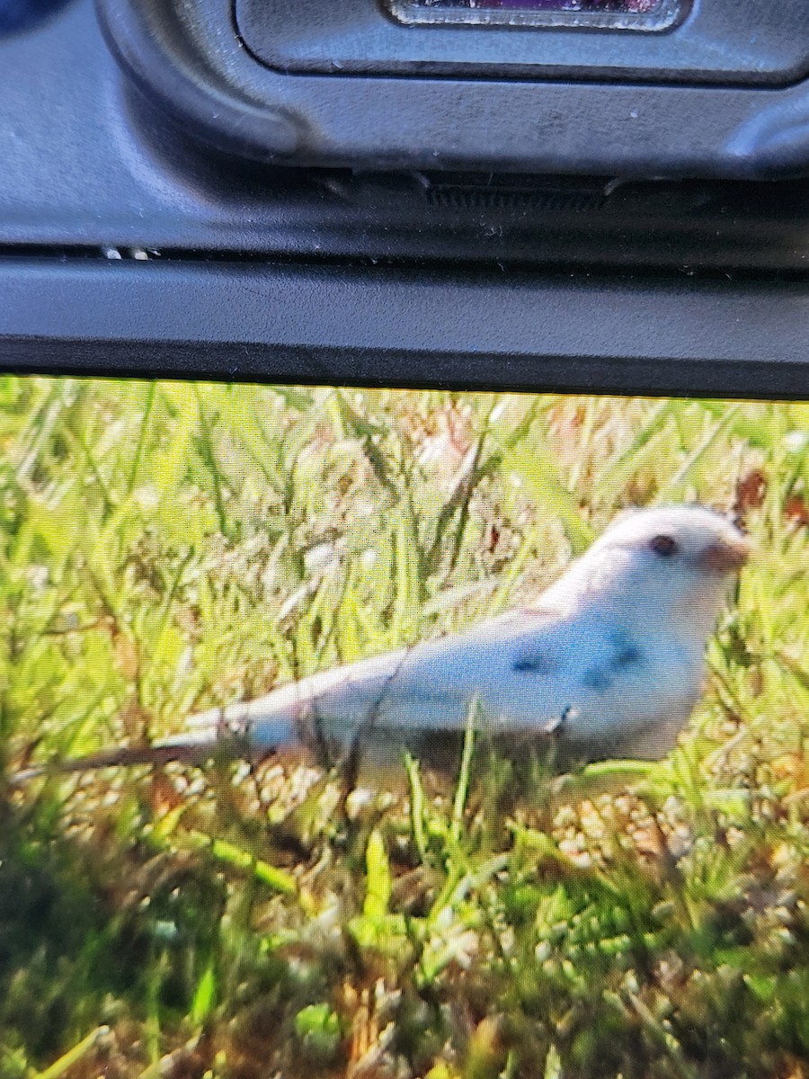 Dark-eyed Junco - ML644824203