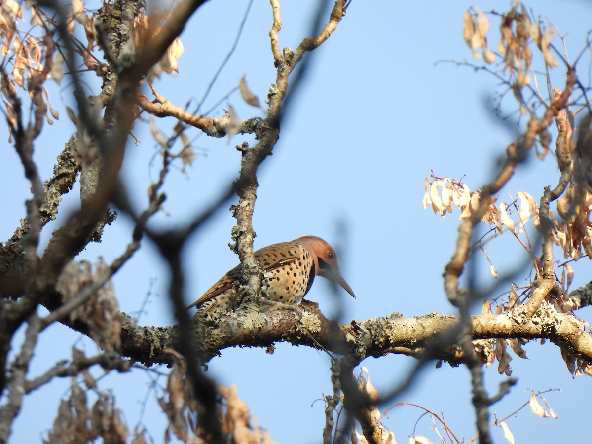 Northern Flicker - ML644824215