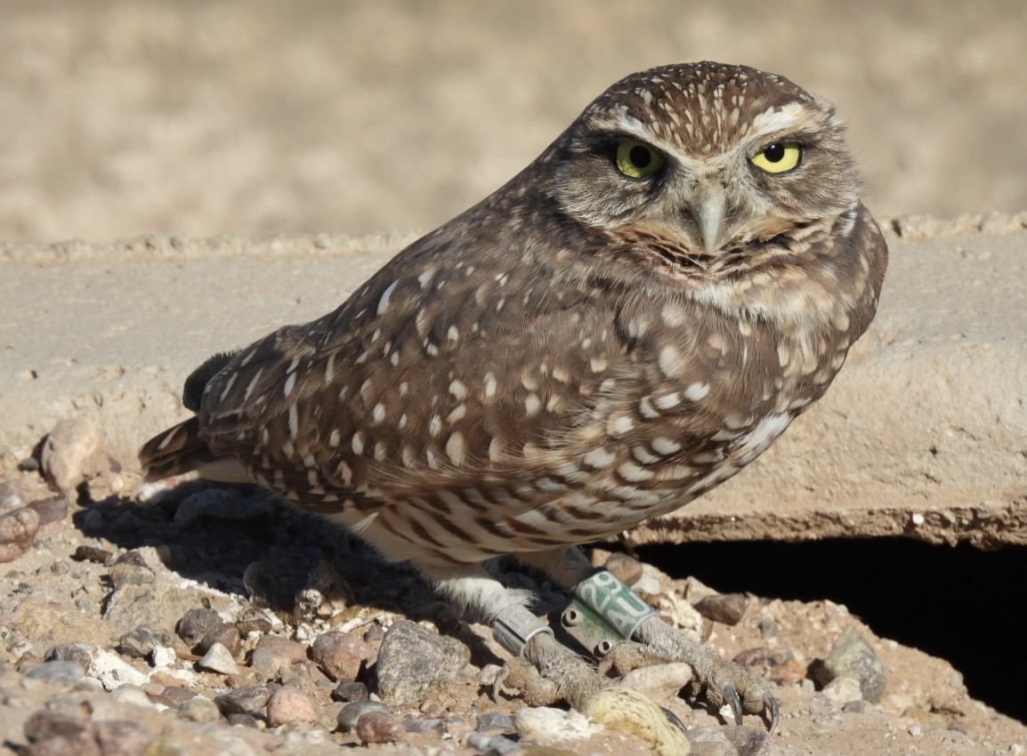 Burrowing Owl - ML644824225