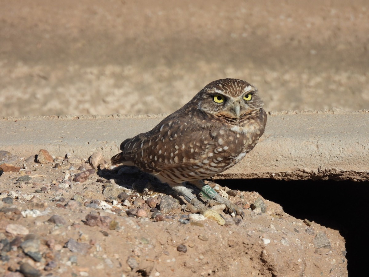 Burrowing Owl - ML644824226