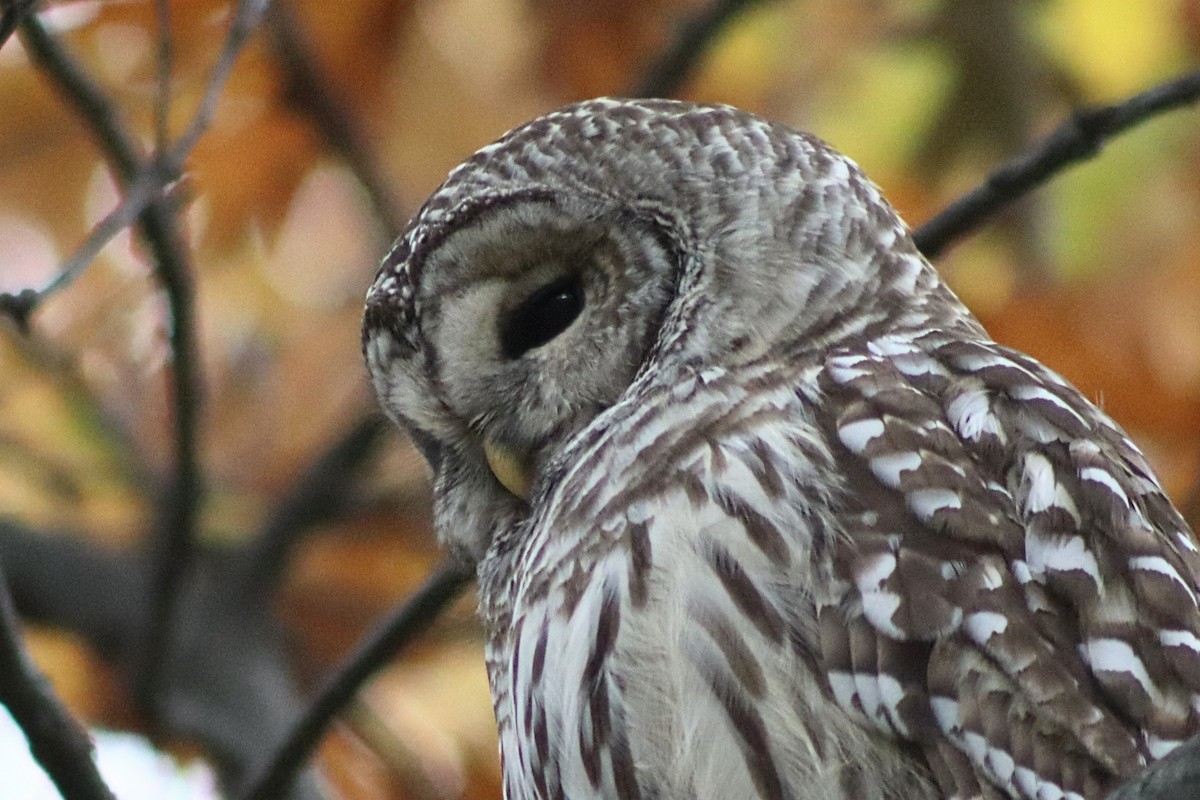 Cárabo Norteamericano - ML644824227