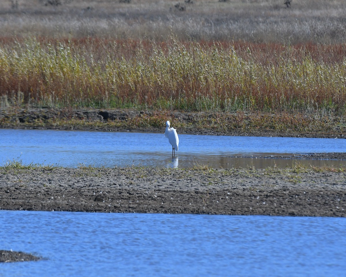 volavka bílá - ML644824228