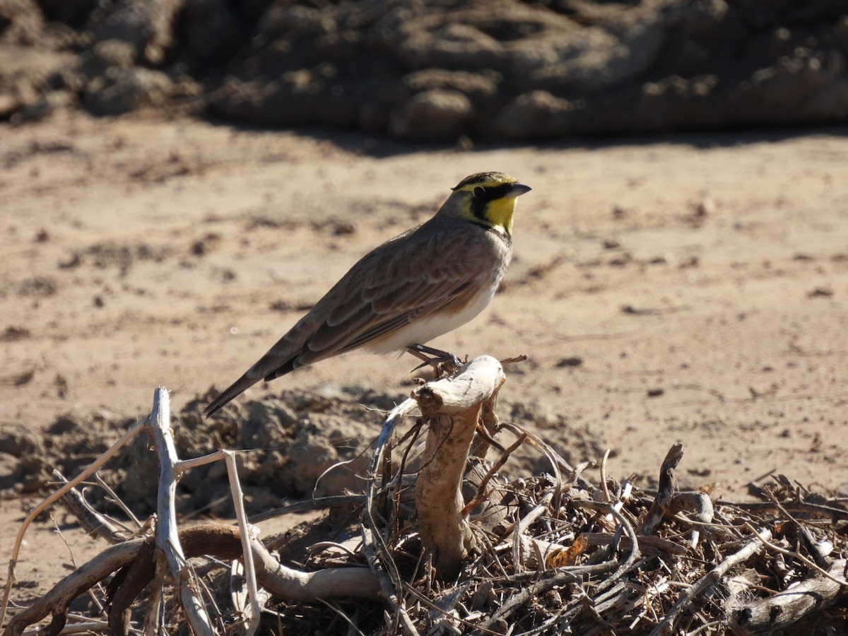 Allodola golagialla - ML644824235