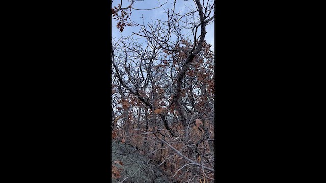 Mountain Chickadee - ML644824237