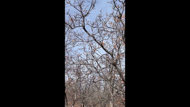 Mountain Chickadee - ML644824242