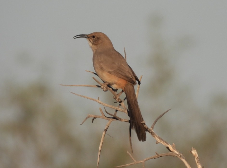 LeConte's Thrasher - ML644824258