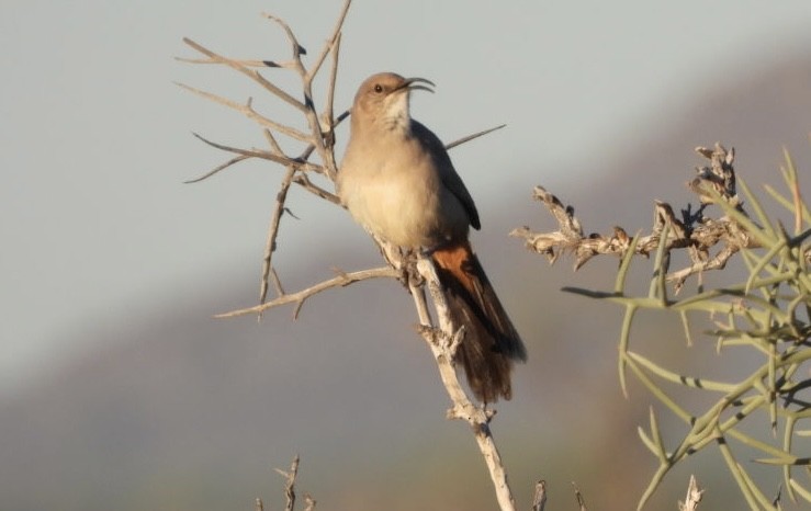 LeConte's Thrasher - ML644824259