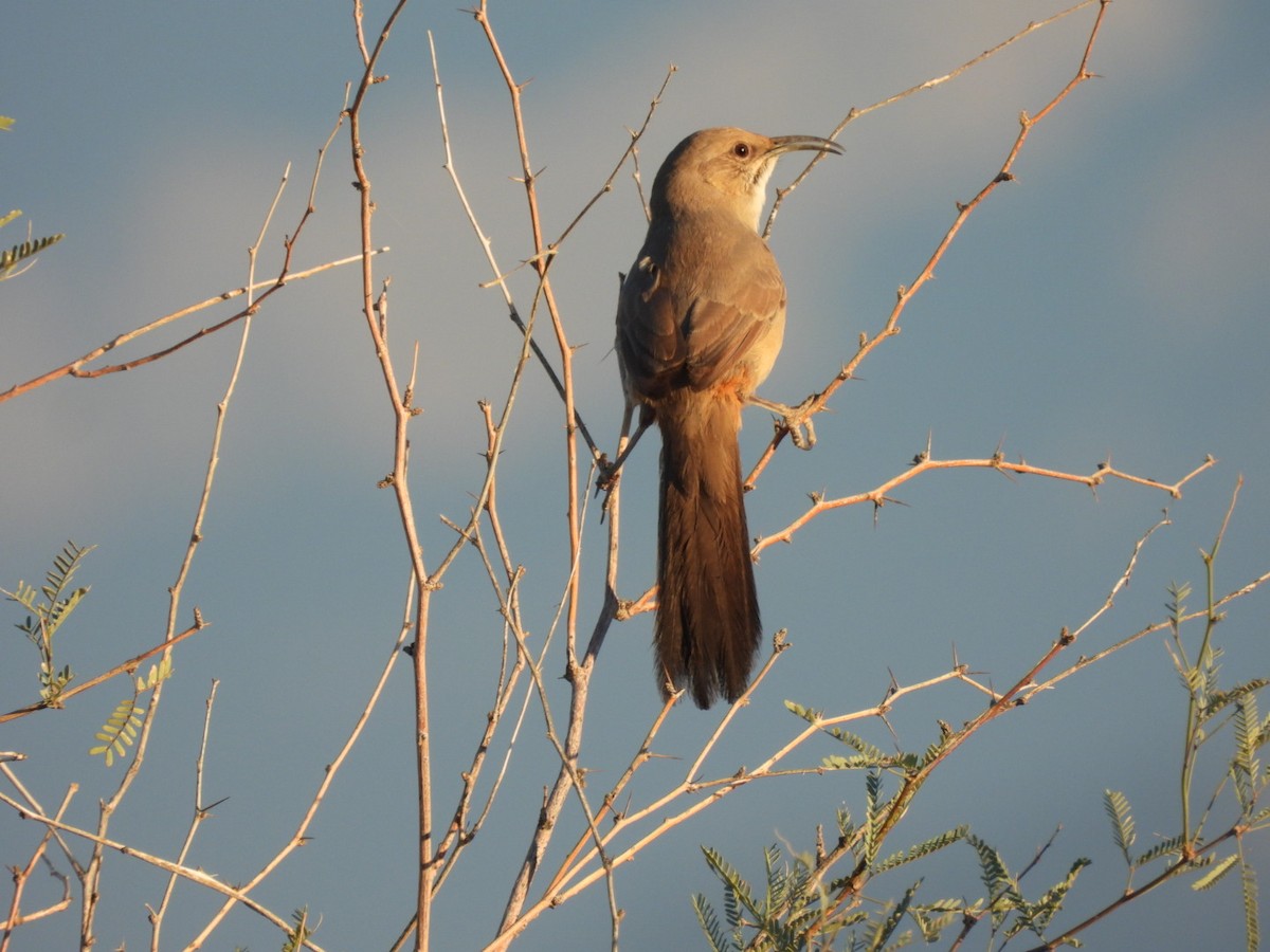 LeConte's Thrasher - ML644824260
