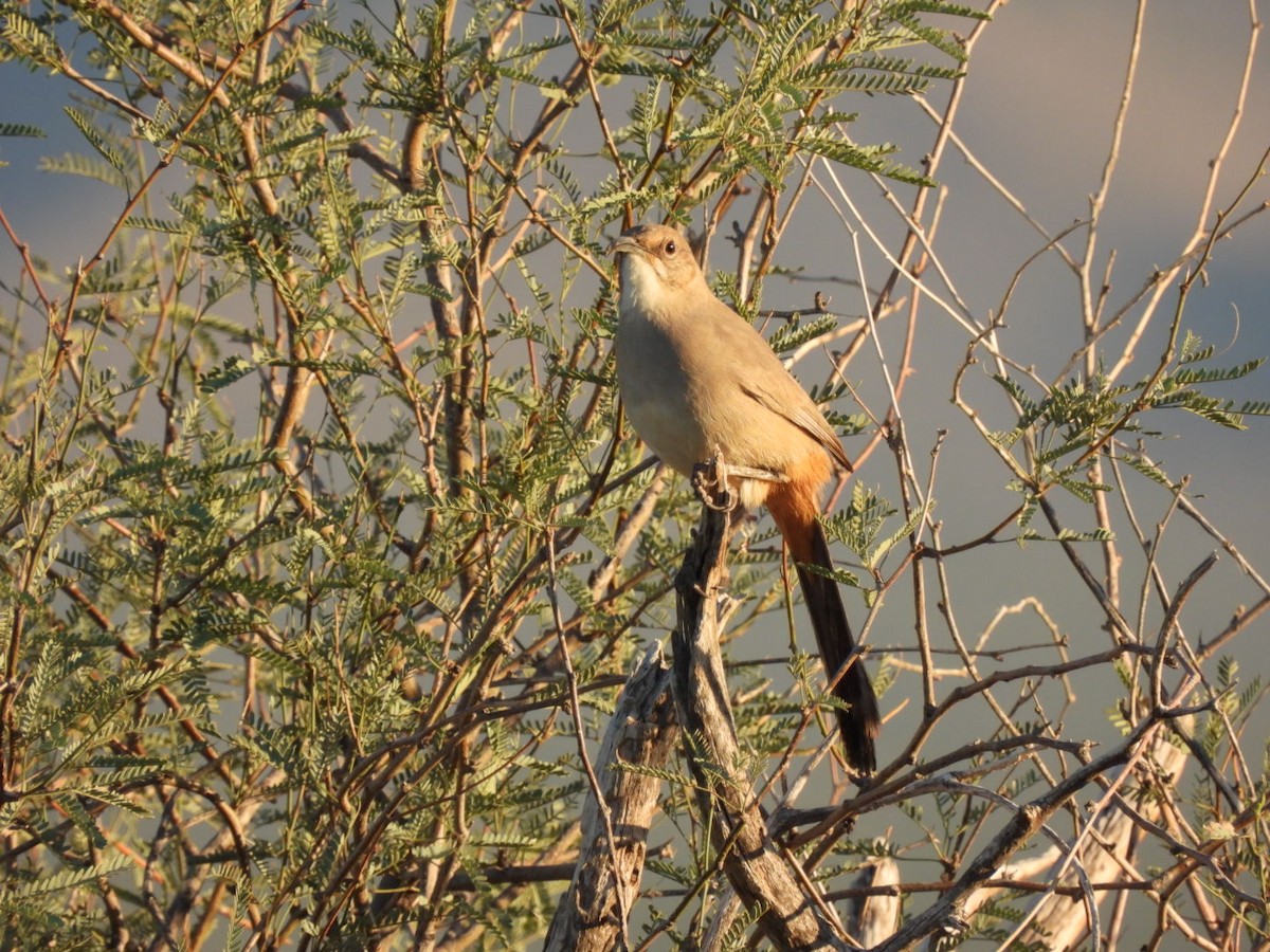 LeConte's Thrasher - ML644824261