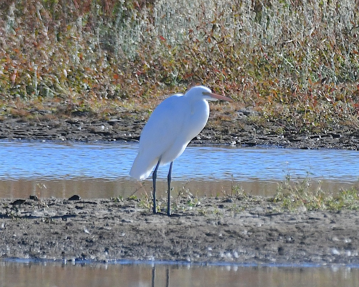 volavka bílá - ML644824263