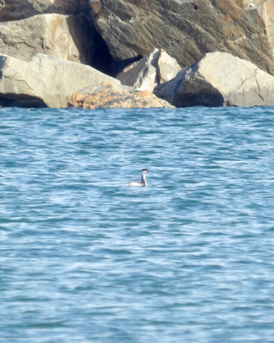 Txilinporta urrebelarria - ML644824268