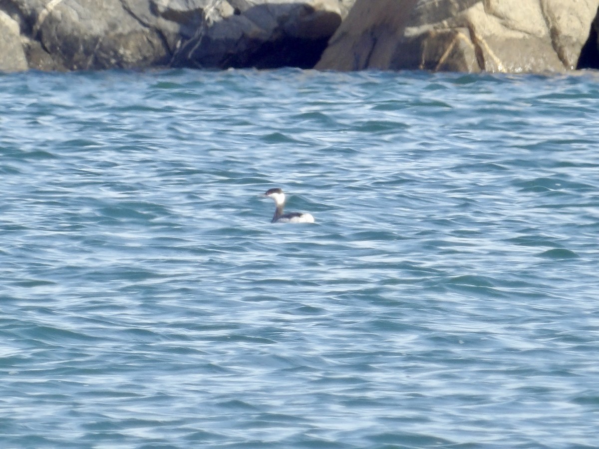 Txilinporta urrebelarria - ML644824269