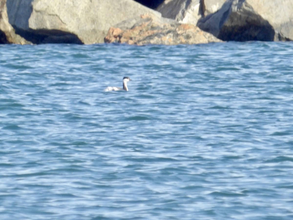 Txilinporta urrebelarria - ML644824270