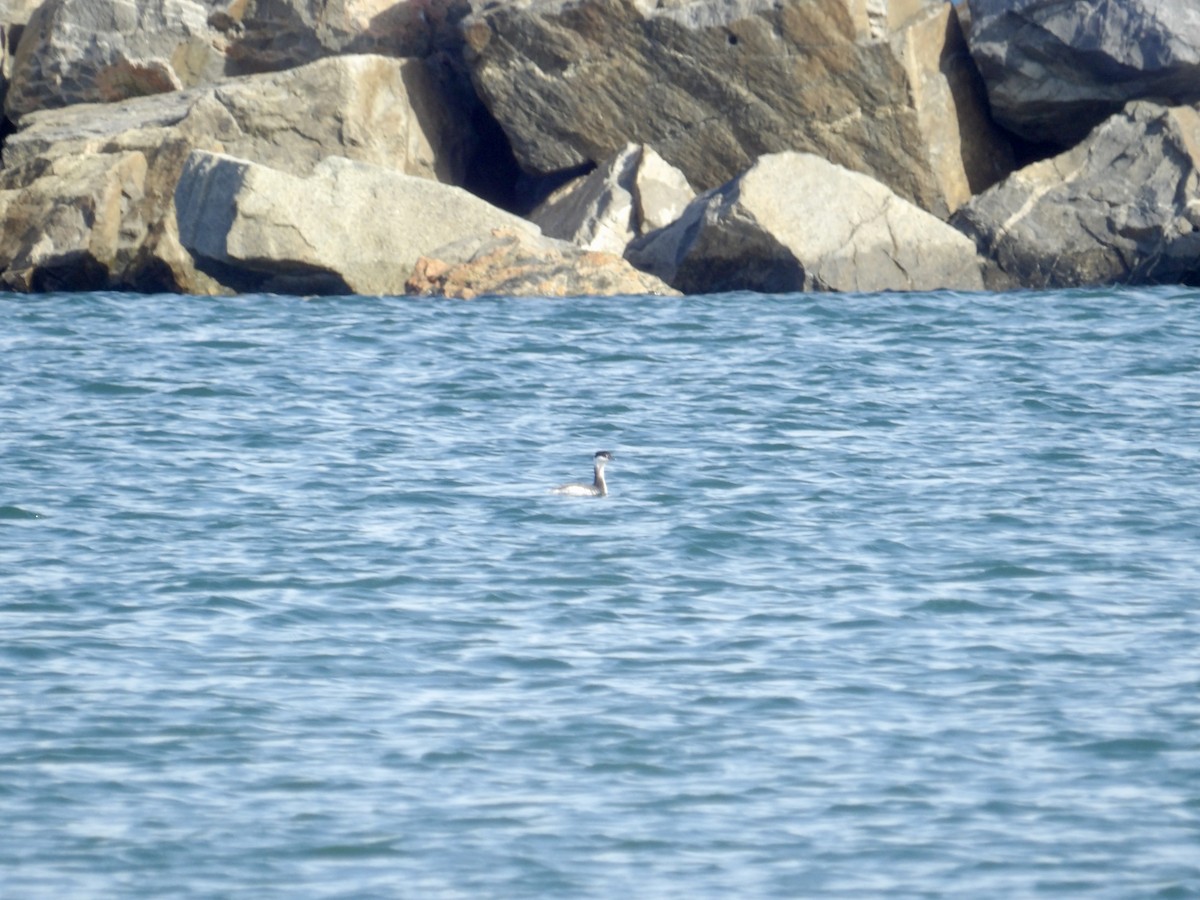 Txilinporta urrebelarria - ML644824271