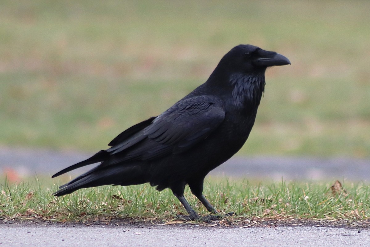 Grand Corbeau - ML644824272