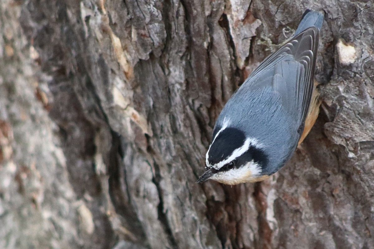 Trepador Canadiense - ML644824294