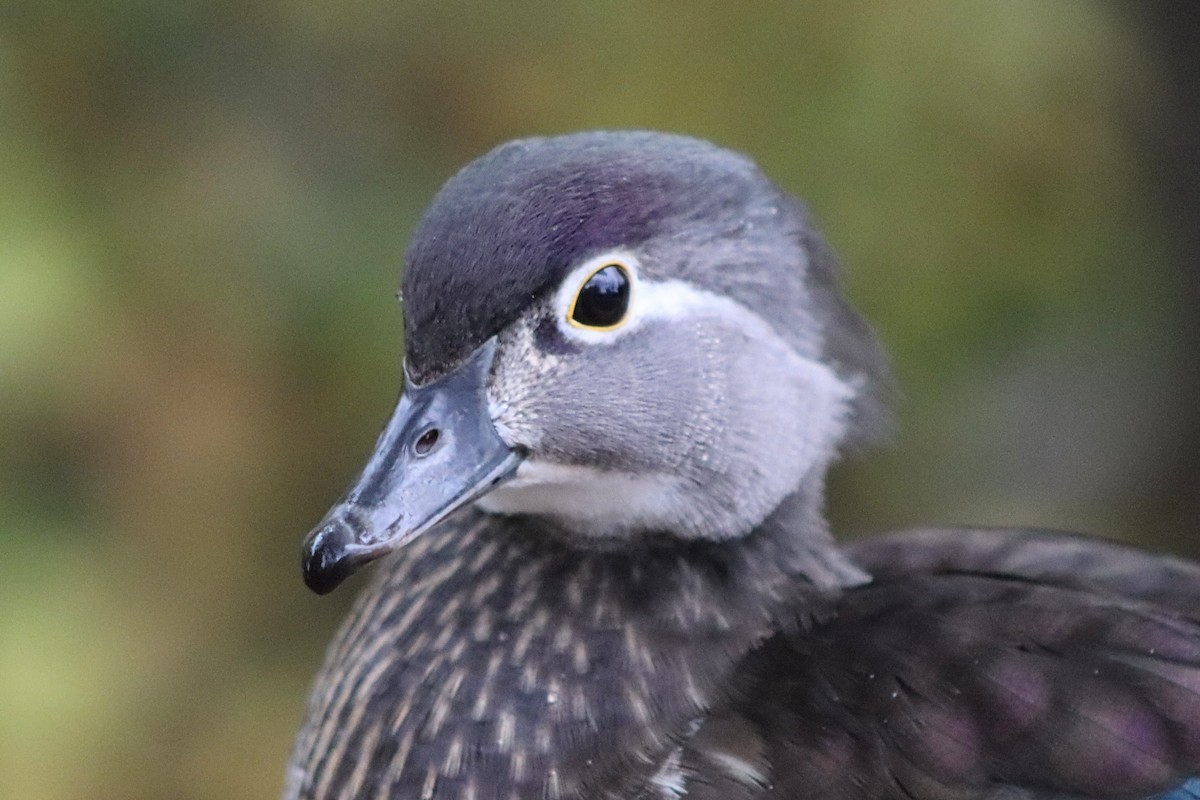 Pato Joyuyo - ML644824299