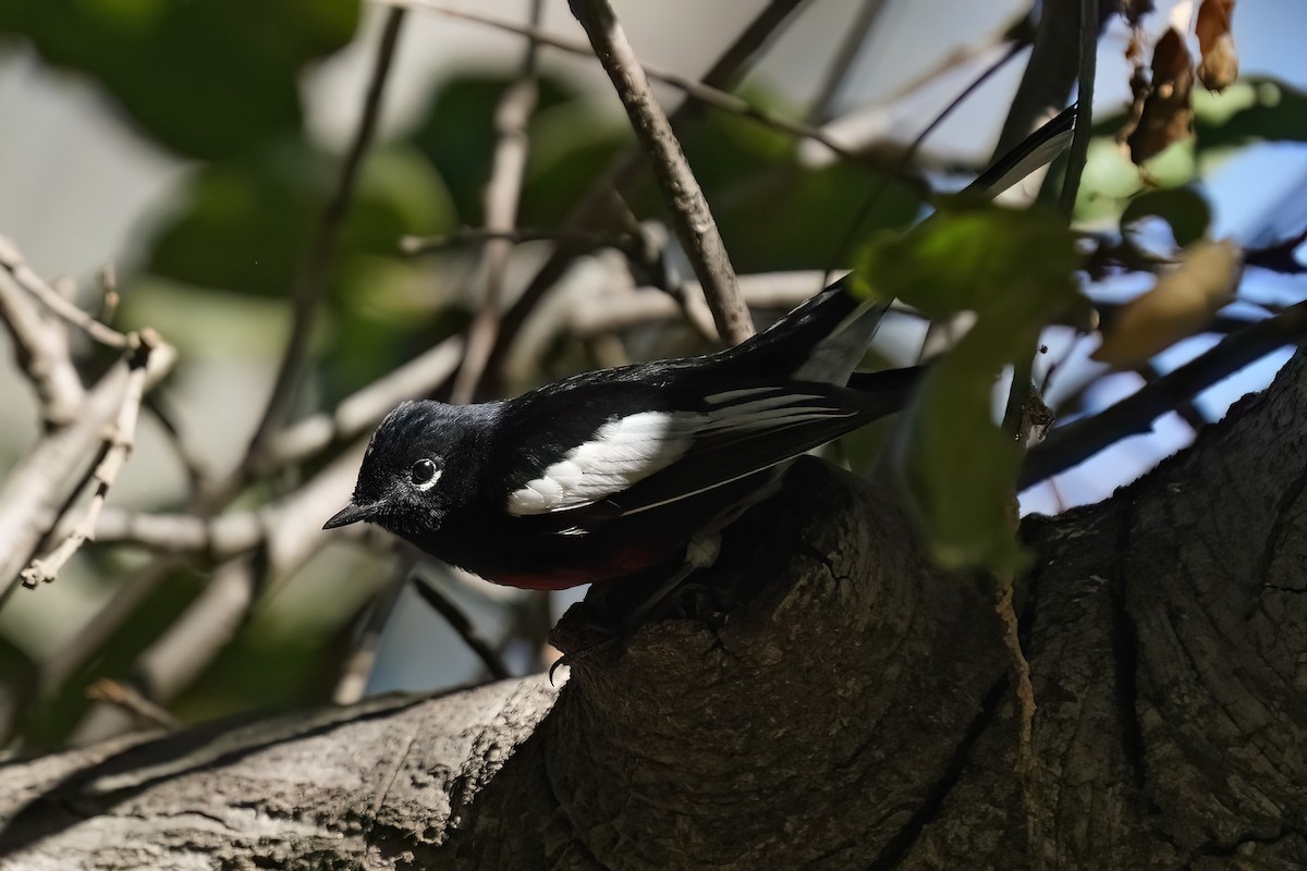 Painted Redstart - ML644824301
