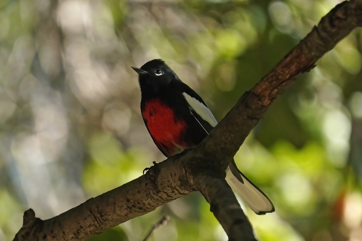 Painted Redstart - ML644824302