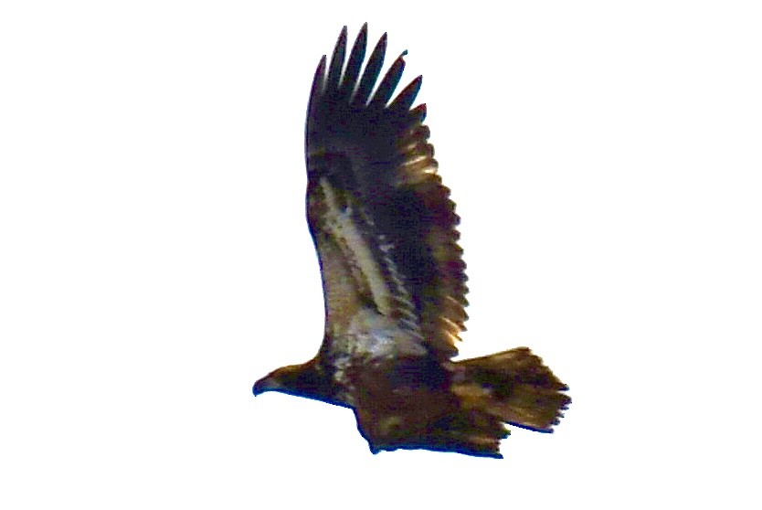 Pygargue à tête blanche - ML644824309