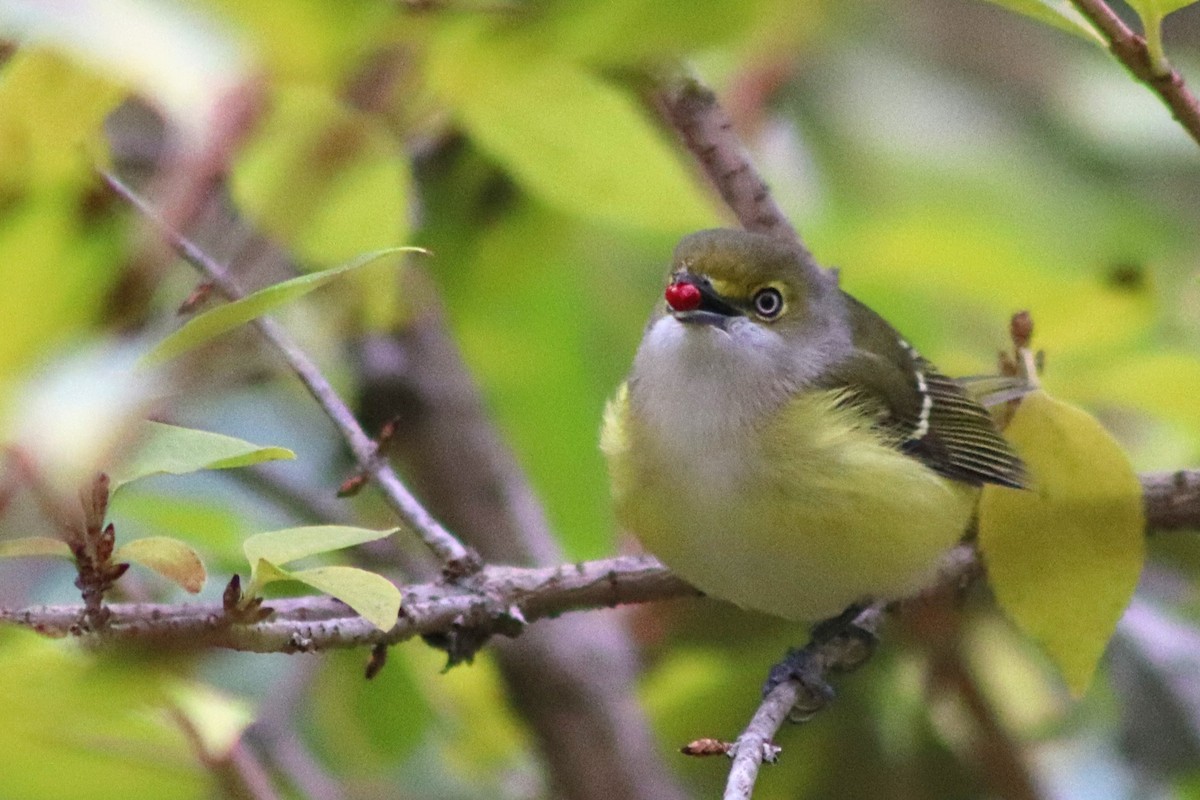 ויראו לבן-עין - ML644824313