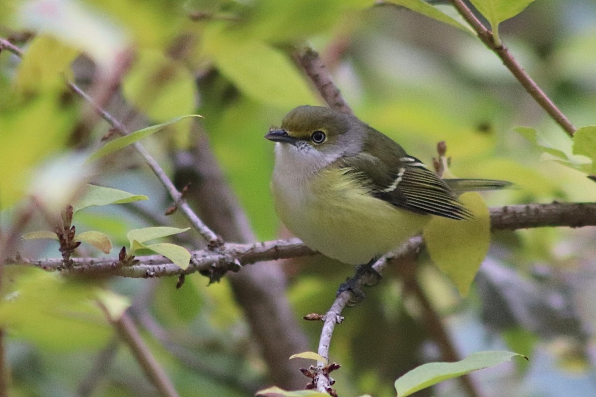 ויראו לבן-עין - ML644824314