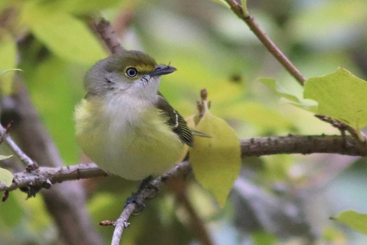 ויראו לבן-עין - ML644824315