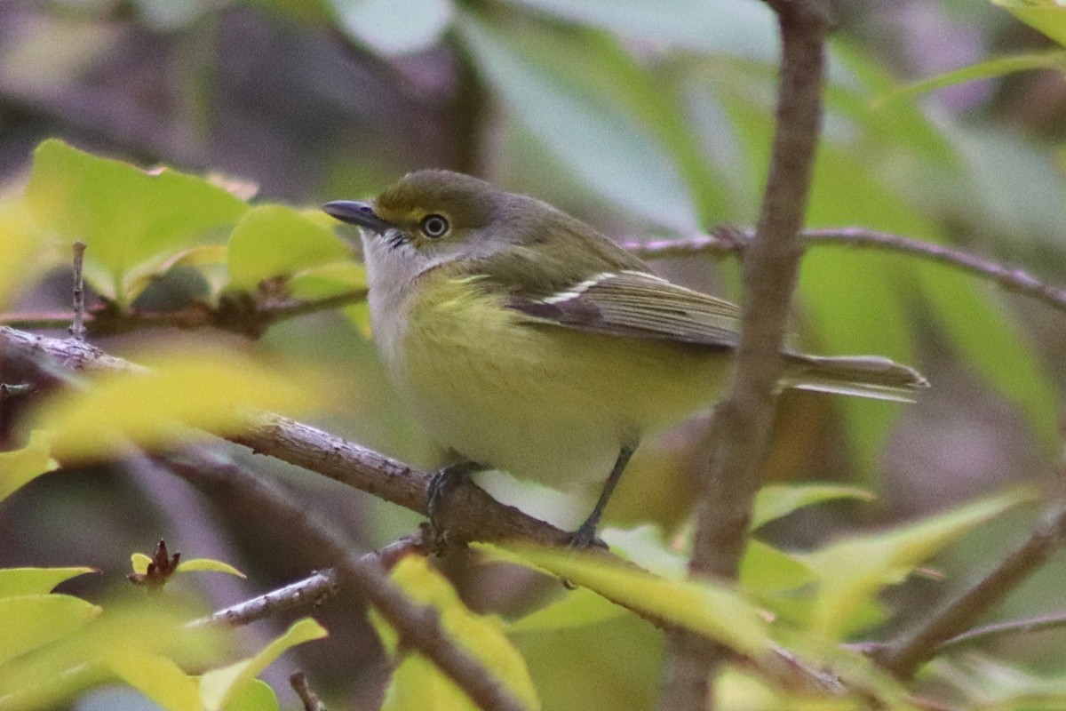 ויראו לבן-עין - ML644824316