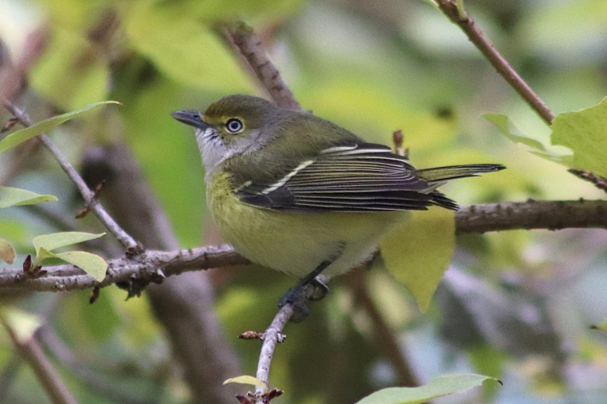 ויראו לבן-עין - ML644824317